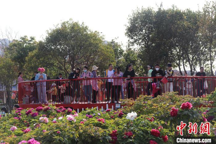 市民游客觀賞牡丹。　李明芮 攝